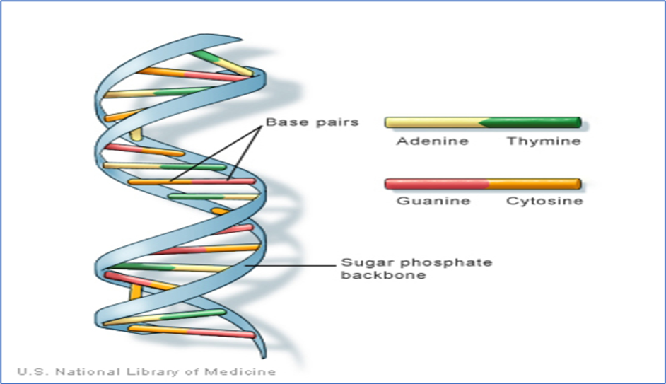 What is DNA? - PharmaSciences