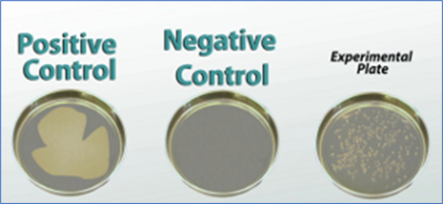 positive control vs negative control
