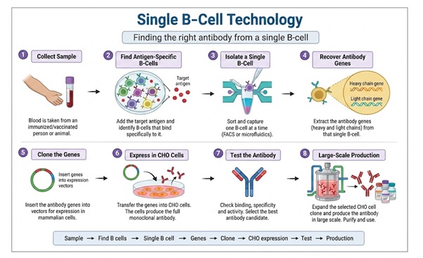 SINGLE B-CELL TECHNOLOGY in monoclonal antibody production